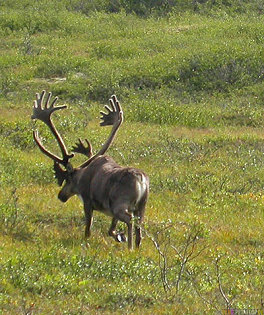 Un carib� (reno "americano"), aqu�
                      en el Parque Nacional Denali en el centro de
                      Alaska