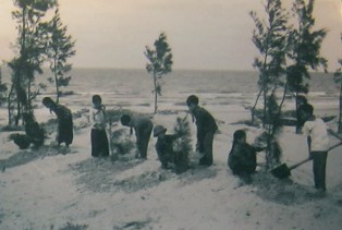 Heimatfront: Sch�ler pflanzen B�ume:
                              Sch�ler der Gemeinde Thanh Hai, Provinz
                              Thach Ho, pflanzten B�ume, um die
                              D�nenwanderung aufzuhalten.