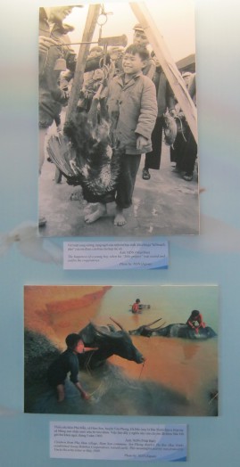 Kinder im Vietnamkieg: Bub mit
                                  Projekt, und Kinder z�chten Vieh