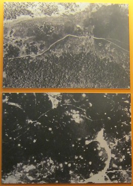 Vietnam: Durch Agent Orange
                              zerst�rter Urwald in Ma Da: Foto vor und
                              nach der Sprayaktion mit Herbiziden im
                              Urwald von Ma Da (Provinz Dong Nai)