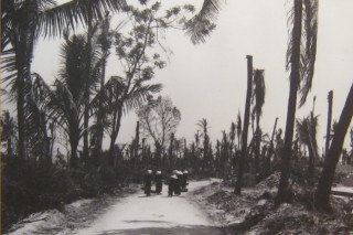 Vietnam: Durch Agent Orange
                              entlaubte Kokospalmen in der Provinz Binh
                              Dinh