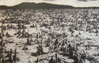 Vietnam: Entlaubter Mangrovenwald in
                              der Region Can Gio bei Saigon: Ein
                              Mangrovenwald in der Gegend von Can Gio
                              (bei Saigon), zerst�rt durch das Sprayen
                              von Herbiziden und Entlaubungsmitteln