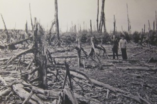 Durch
                                          Agent Orange entlaubter
                                          Mangrovenwald in der Provinz
                                          Ca Mau
