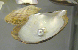 Arica (Chile): Meermuseum mit einer
                        Perlmuschel "Pinctada martensi" mit
                        Perle