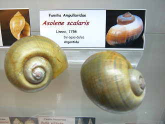 Das Meermuseum in Arica
                          (Chile) ("Museo del Mar"):
                          Wasserschnecken: Ssswasserschnecken, z.B.
                          "Asolene scalaris"