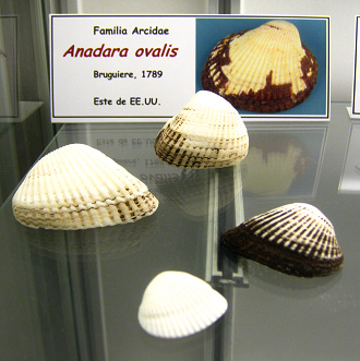 Anadara ovalis