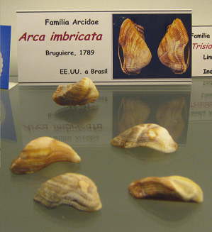 Arca imbricata