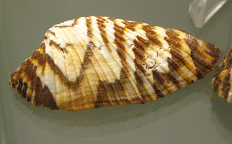 Arca zebra, primer plano