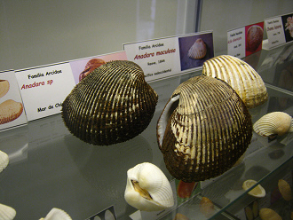 Anadara sp, placa