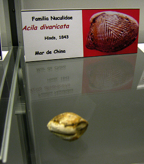 Acila divaricata