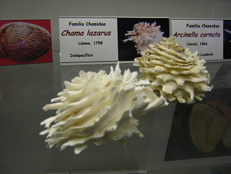 Chama lazarus