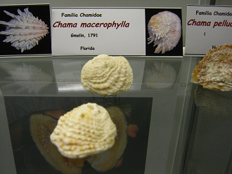 Chama macerophylla