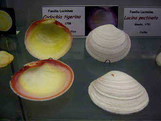 Codackia tigerina