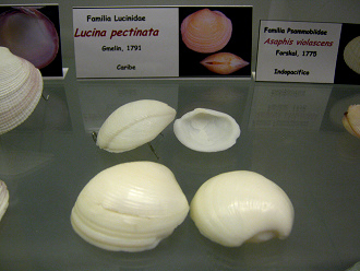 Lucina pectinata
