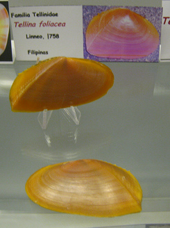 Tellina foliacea