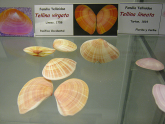 Tellina virgata