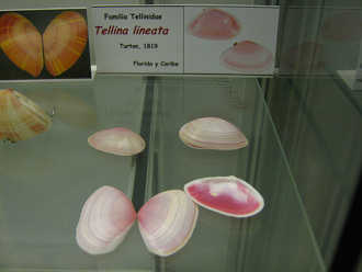 Tellina lineata