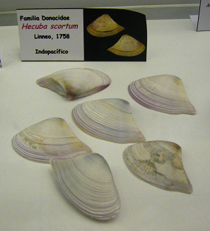 Hecuba scortum