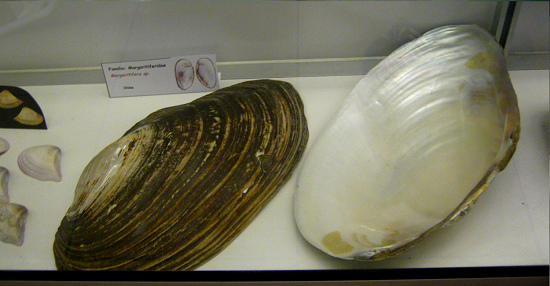 Margaritifera sp