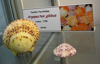 Argopecten gibbus, placa Argopecten gibbus, placa