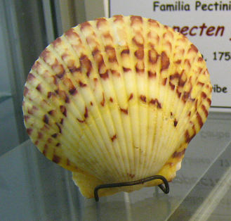 Argopecten gibbus Argopecten gibbus