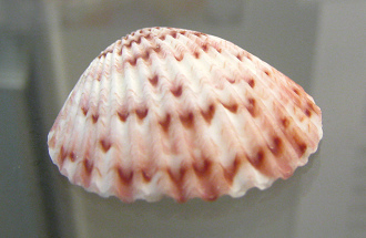 Argopecten gibbus,
primer plano Argopecten gibbus, primer
plano