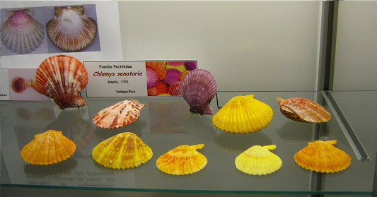 Chlamys
senatoria Chlamys senatoria