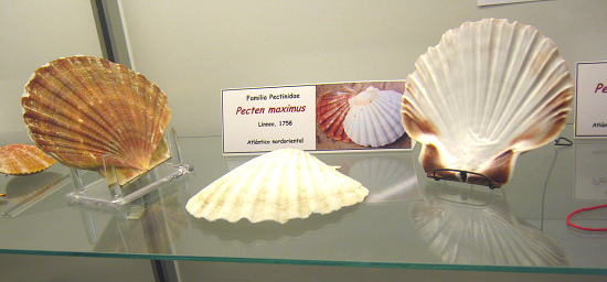 Pecten maximus Pecten maximus