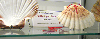 Pecten
jacobeus, placa Pecten jacobeus, placa
