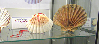 Pecten jacobeus Pecten jacobeus