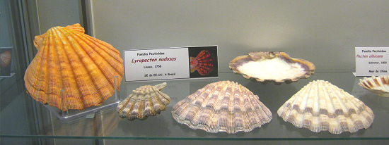 Lyropecten nudosus Lyropecten nudosus
