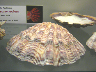 Lyropecten nudosus, primer
plano Lyropecten nudosus, primer plano