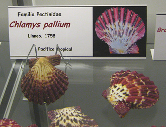 Clamys
pallium, placa Clamys pallium, placa