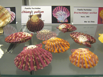 Clamys pallium Clamys pallium