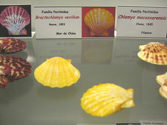Bractechlamys vexillum Bractechlamys vexillum