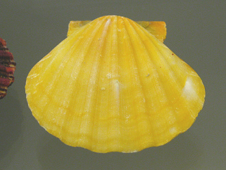 Bractechlamys vexillum, primer plano Bractechlamys vexillum, primer plano