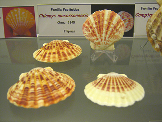Chlamys
macassarensis Chlamys macassarensis