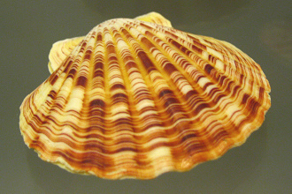 Chlamys macassarensis, primer plano Chlamys macassarensis, primer plano