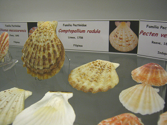 Comptopallium radula, placa Comptopallium radula, placa