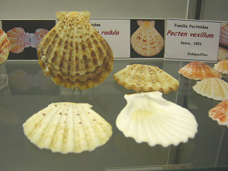 Comptopallium radula Comptopallium radula