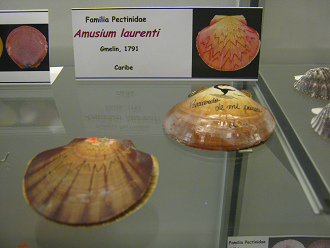 Amusium laurenti