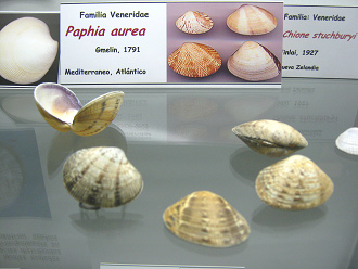 Paphia aurea