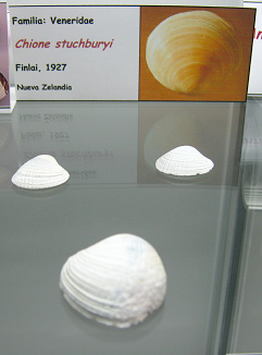 Chione stuchburyi