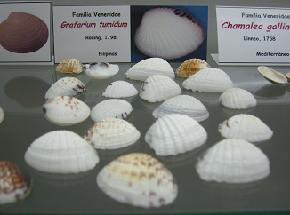 Grafarium tumidum