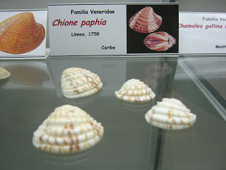 Chione paphia