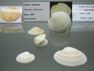 Dosinia subrosea
