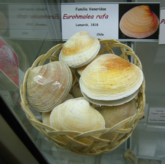 Eurohmalea rufa