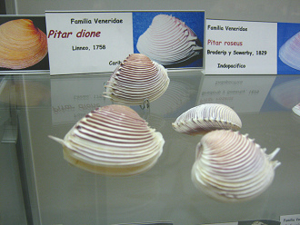 Pitar
                          dione