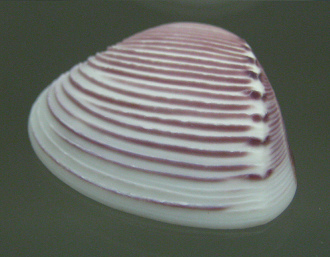 Pitar roseus, primer plano