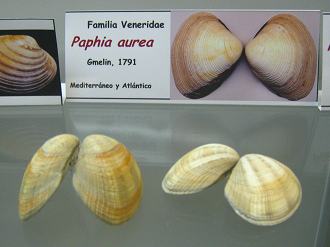 Paphia aurea